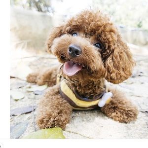 Meet your Posher, Brooklyn